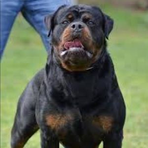 Meet your Posher, Oscar